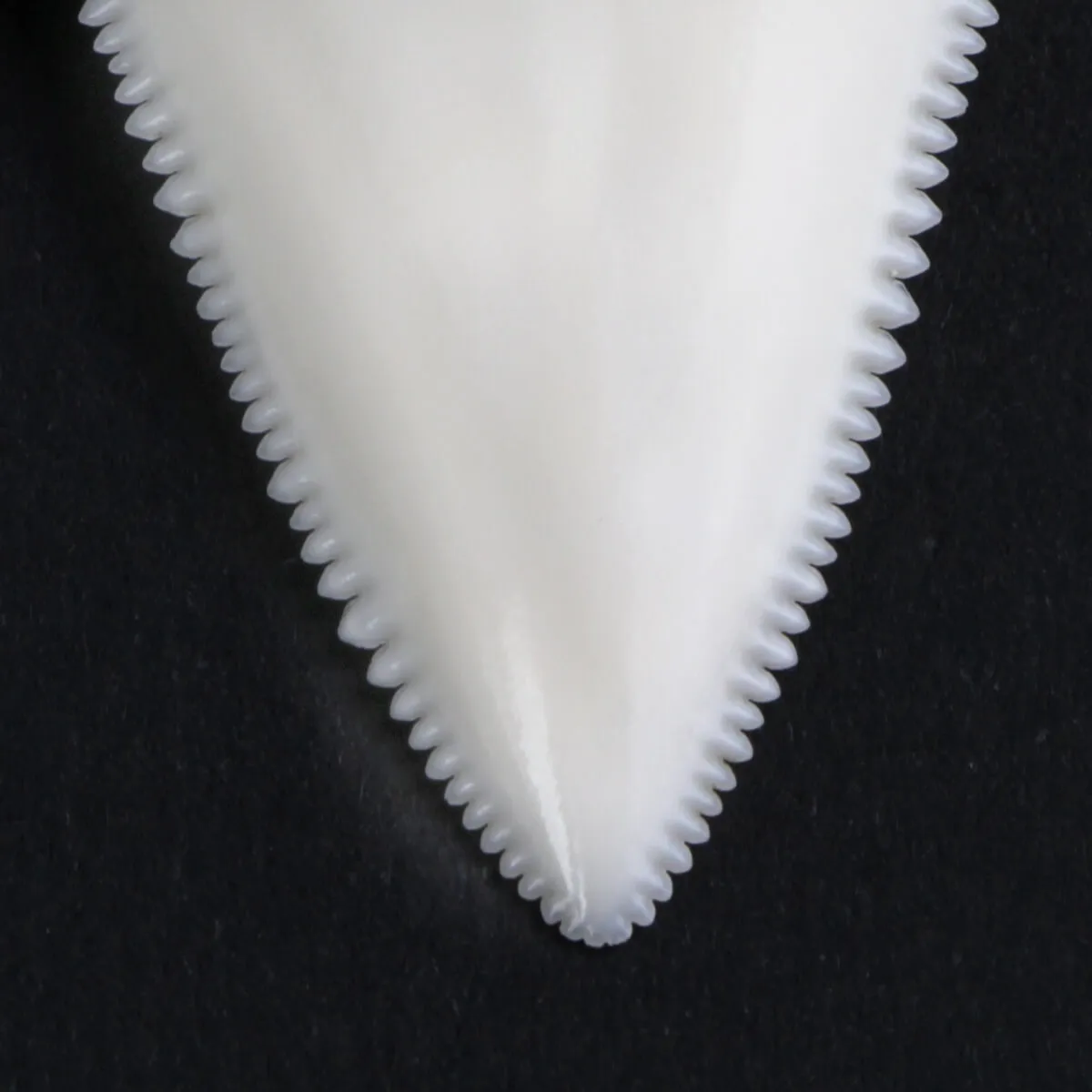Dente di Squalo Bianco