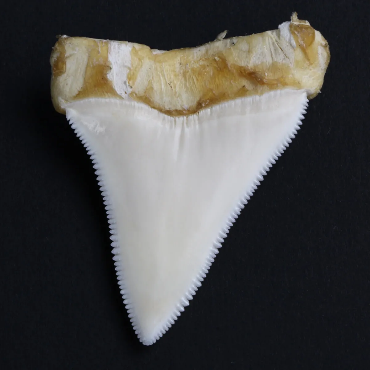 Dente di Squalo Bianco