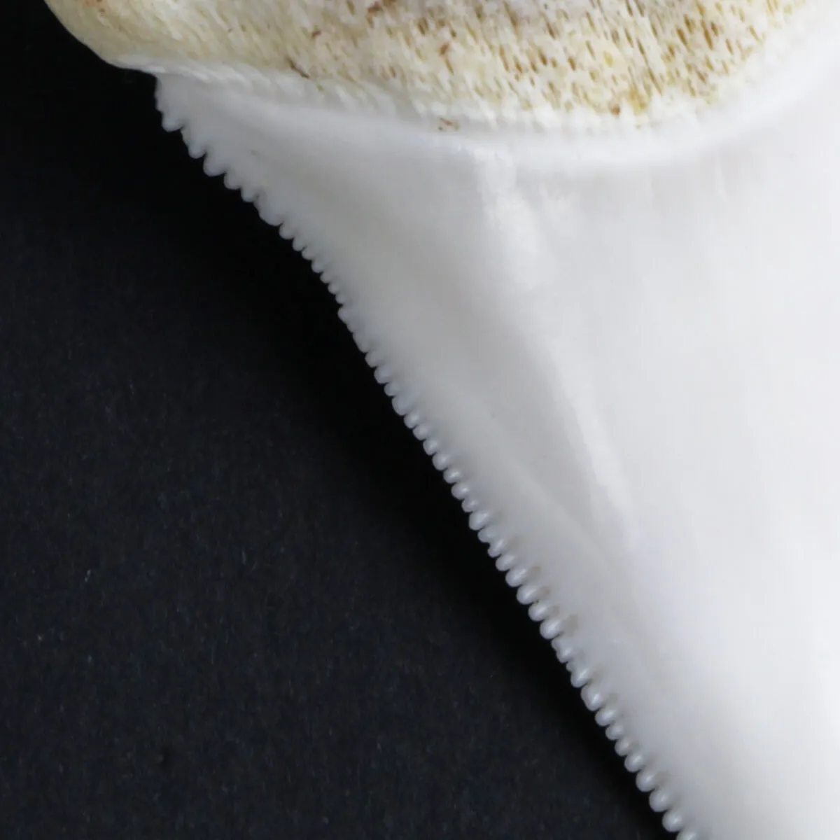 Dente di Squalo Bianco
