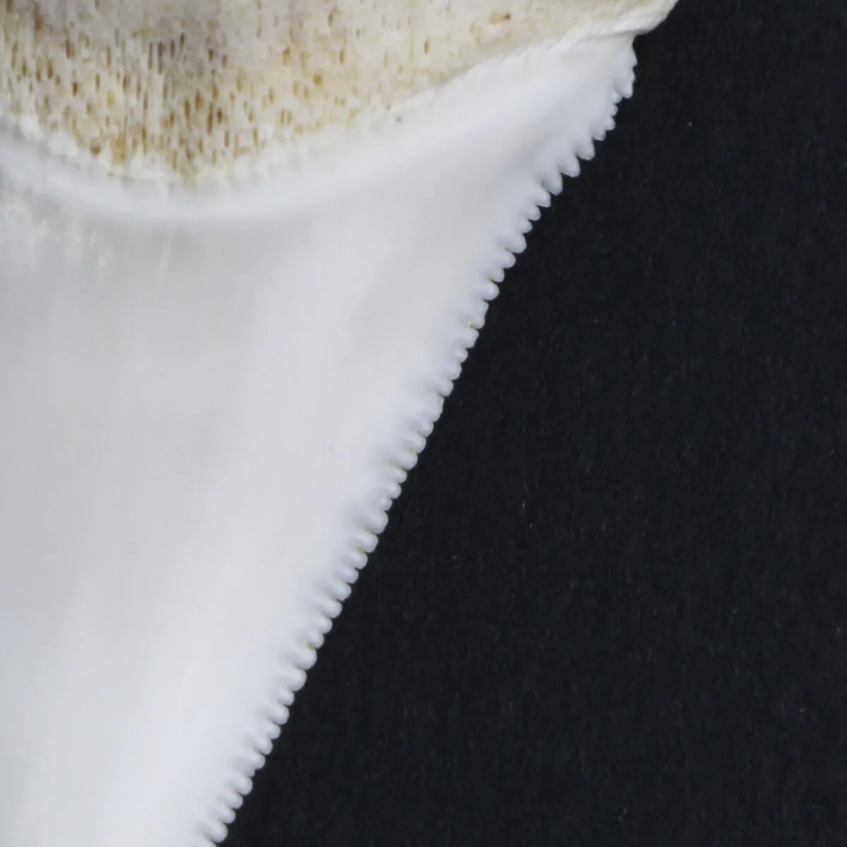 Dente di Squalo Bianco