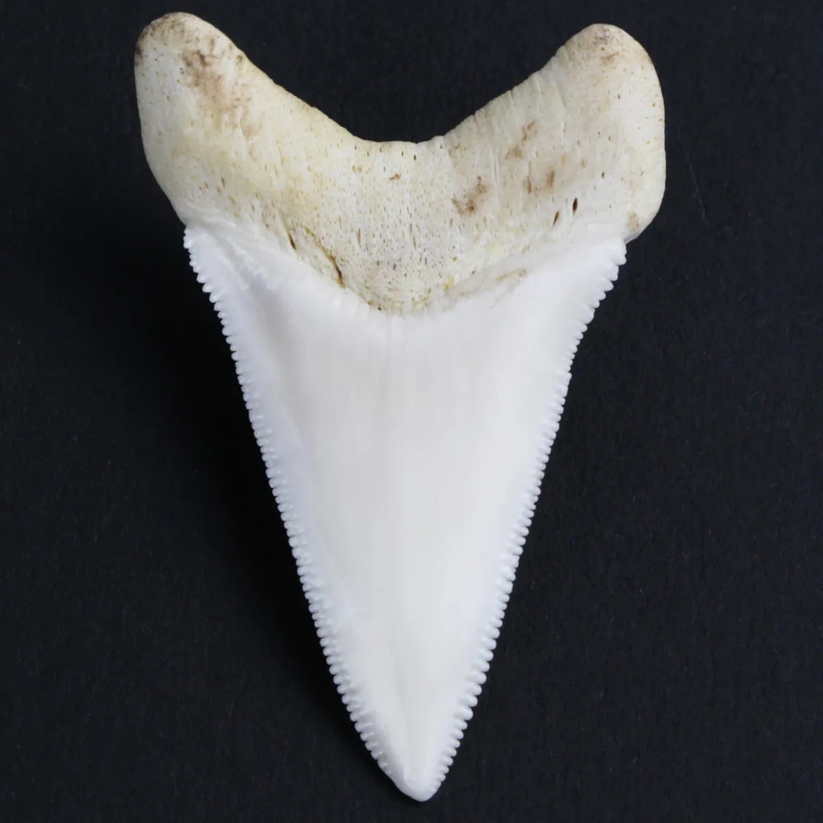Dente di Squalo Bianco