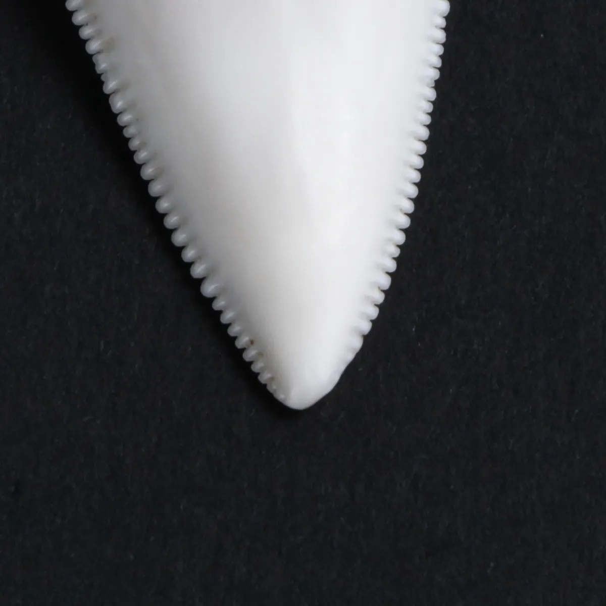 Dente di Squalo Bianco