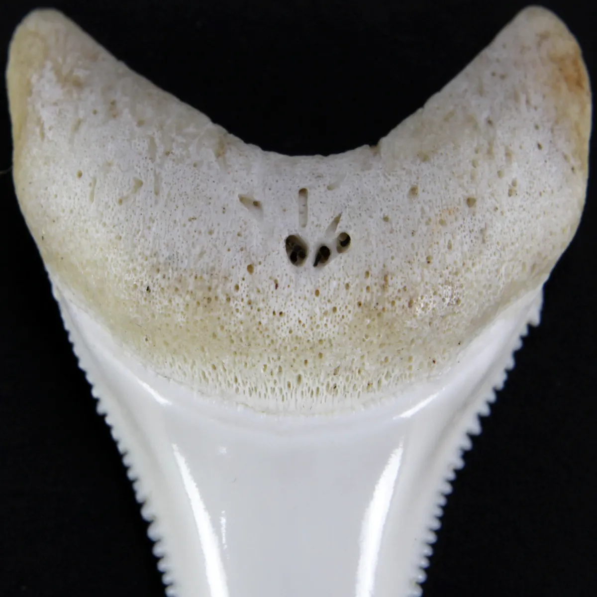 Dente di Squalo Bianco 
