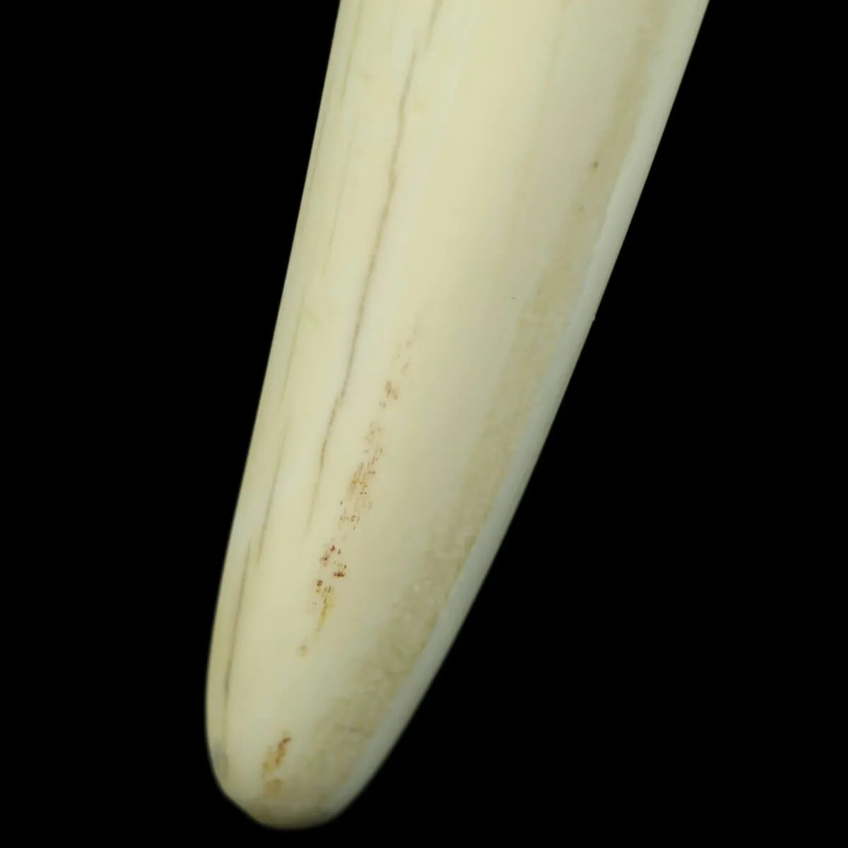 Zanne di Tricheco