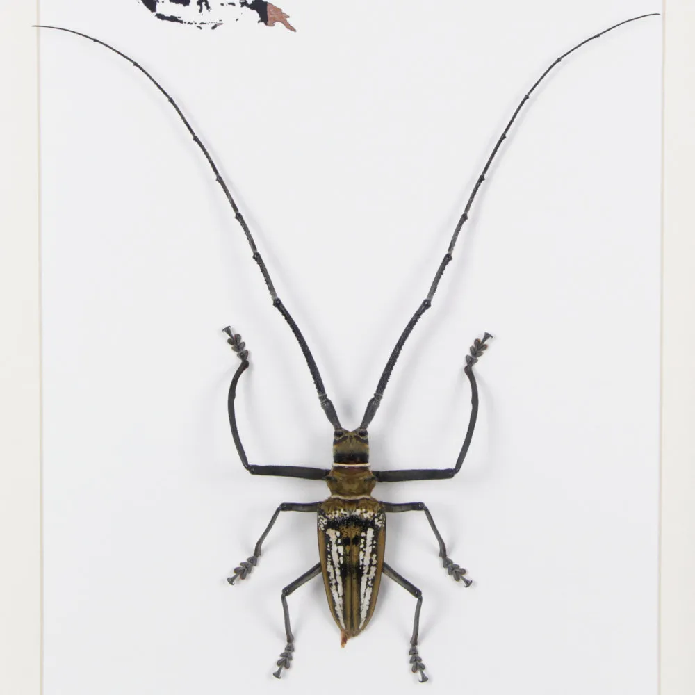 Batocera wallacei