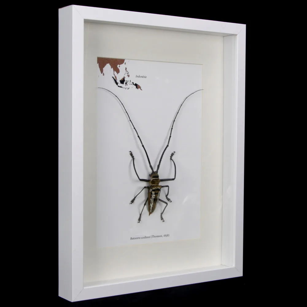 Batocera wallacei