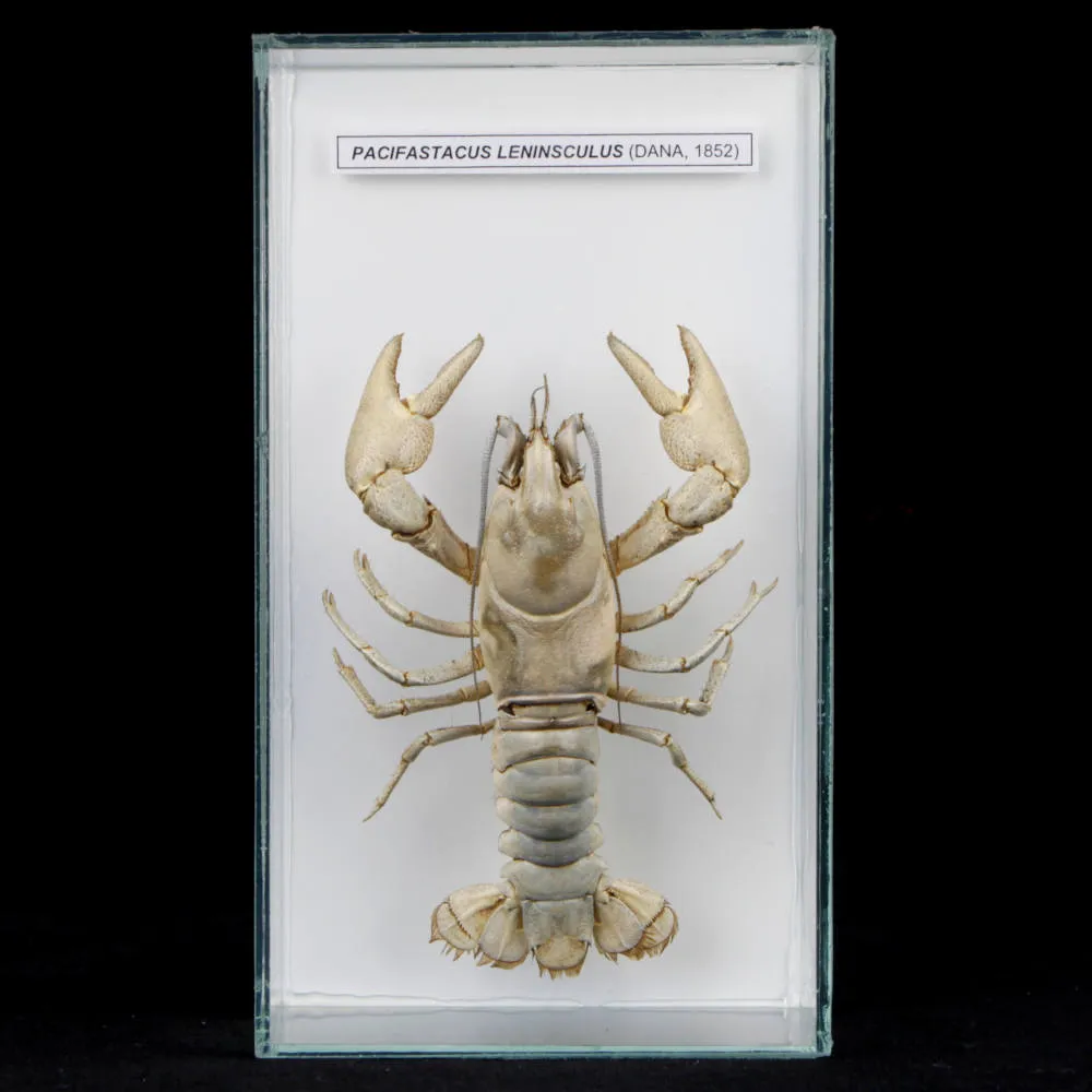 Pacifastacus Leniusculus