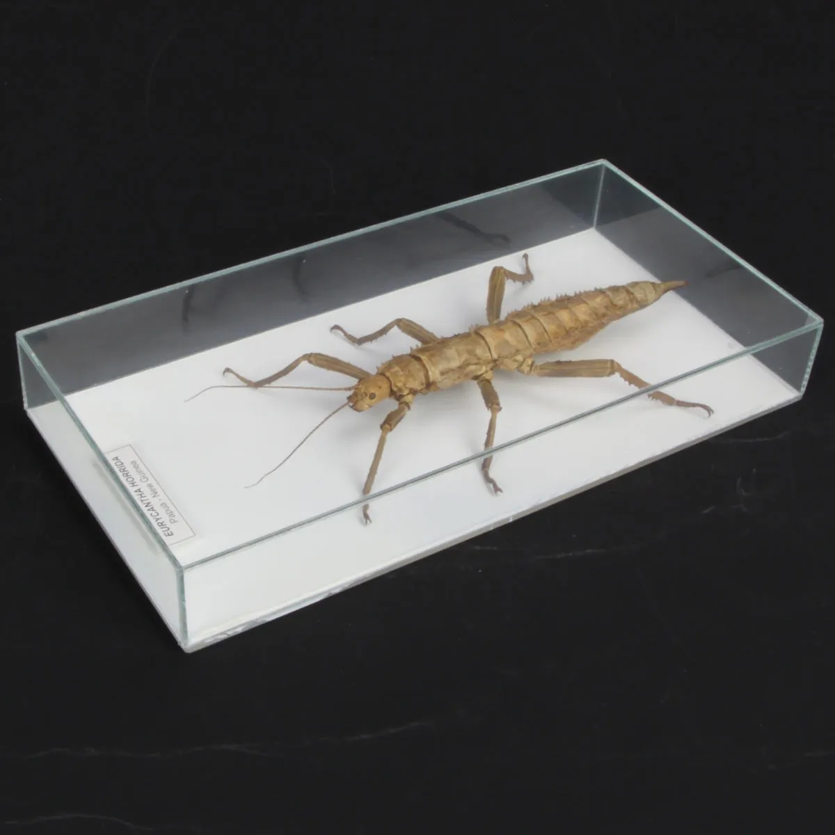 Eurycantha horrida