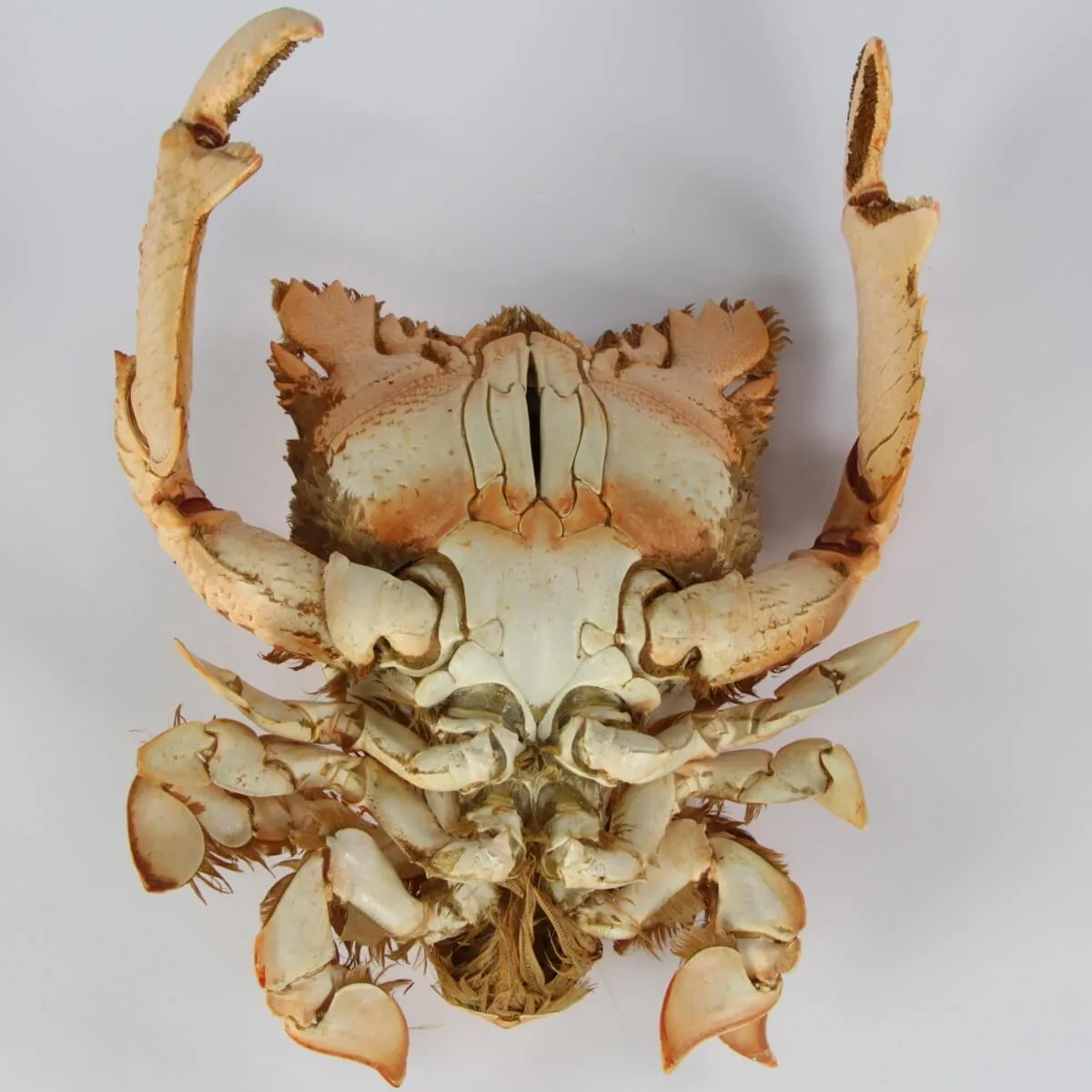 Ranina ranina
