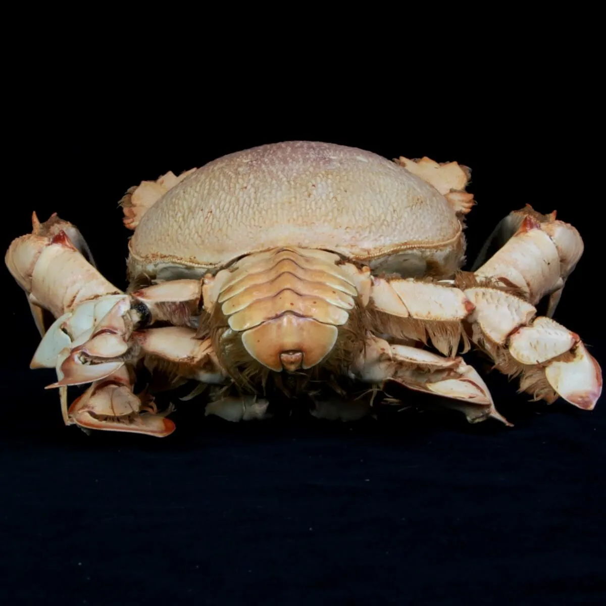 Ranina ranina