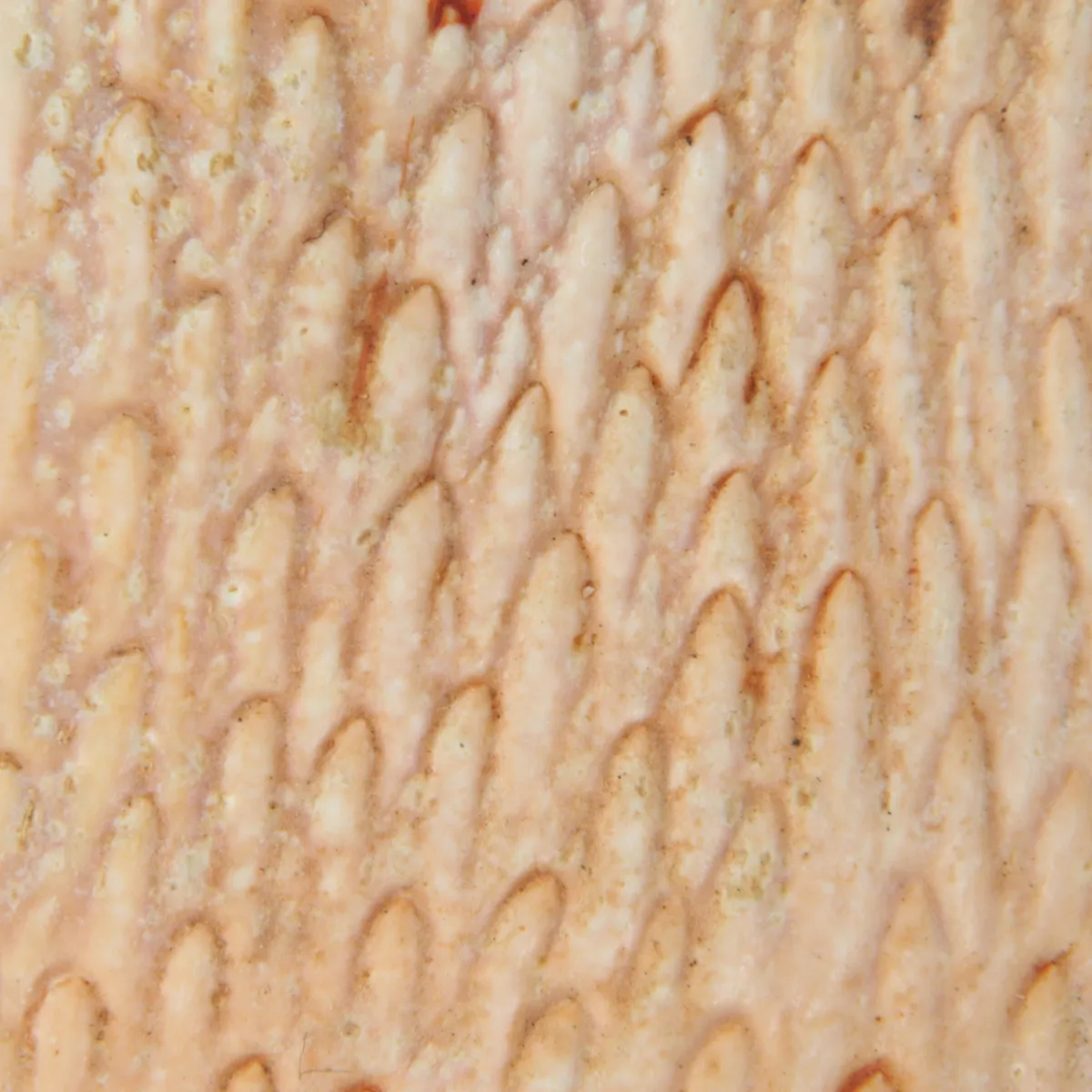 Ranina ranina