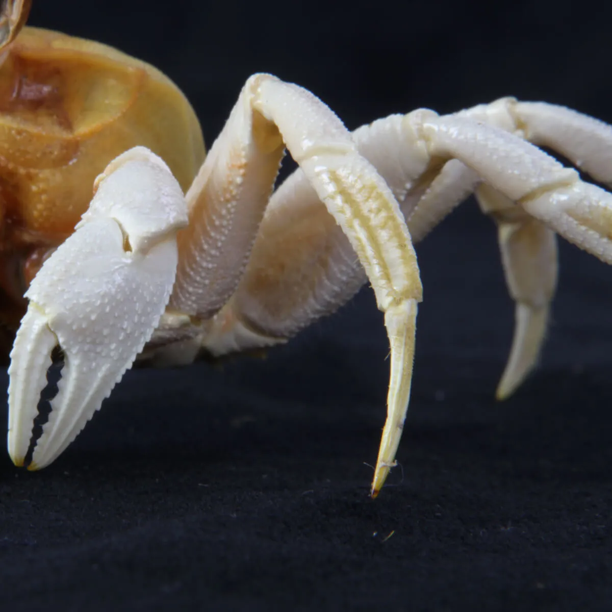 Ocypode Ceratophthalma