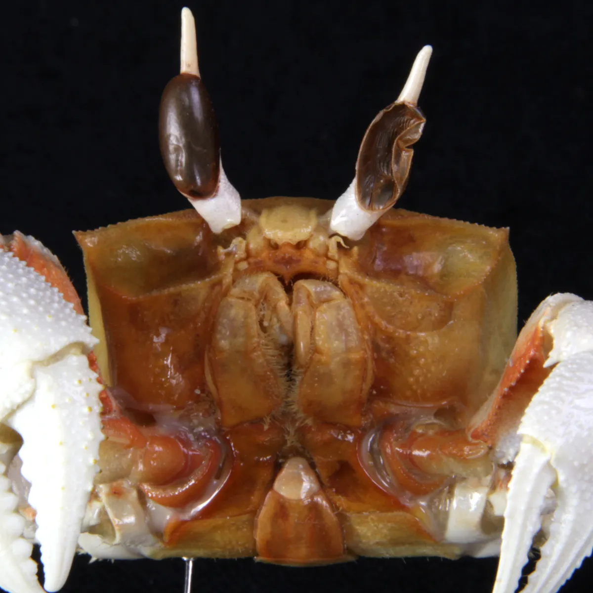 Ocypode Ceratophthalma