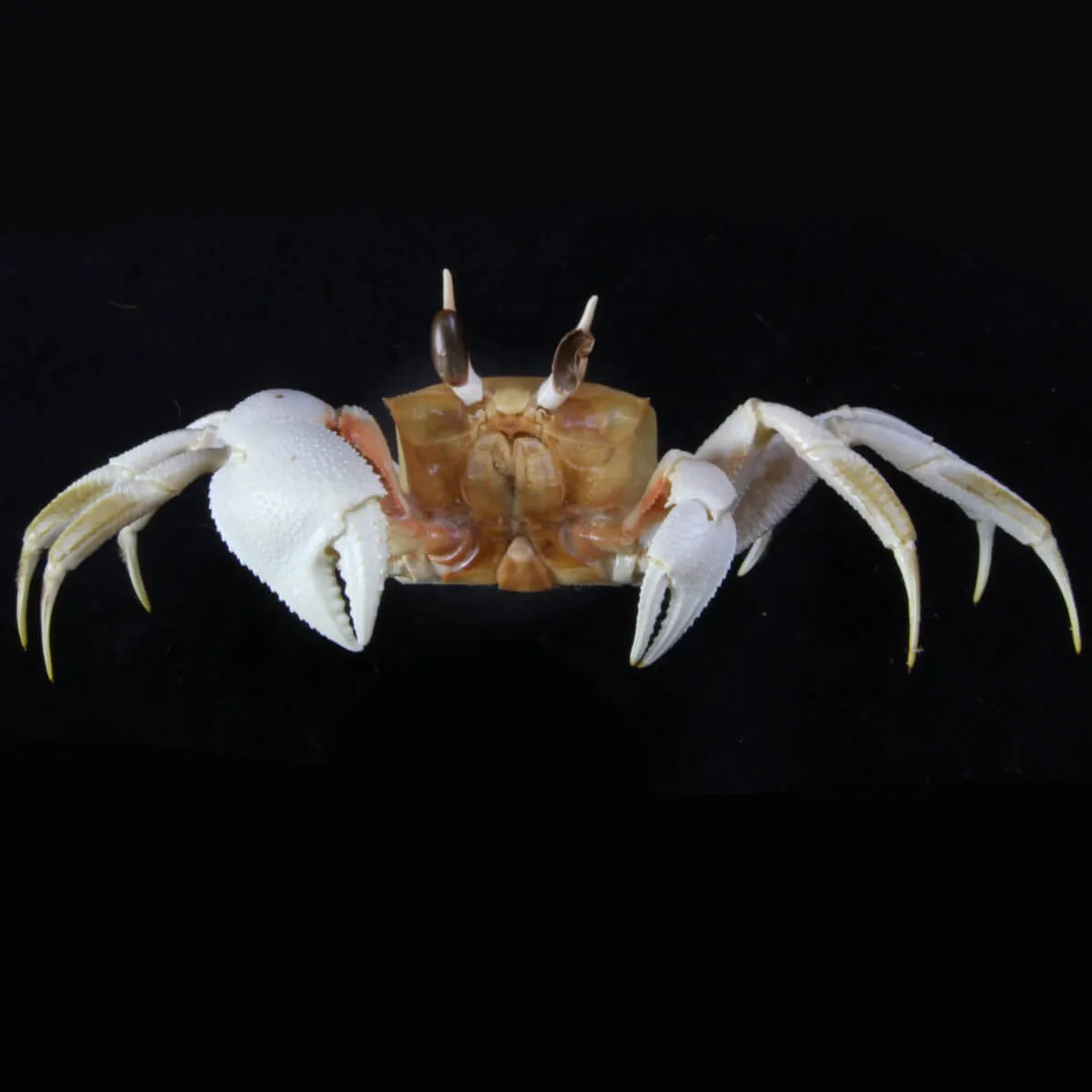Ocypode Ceratophthalma