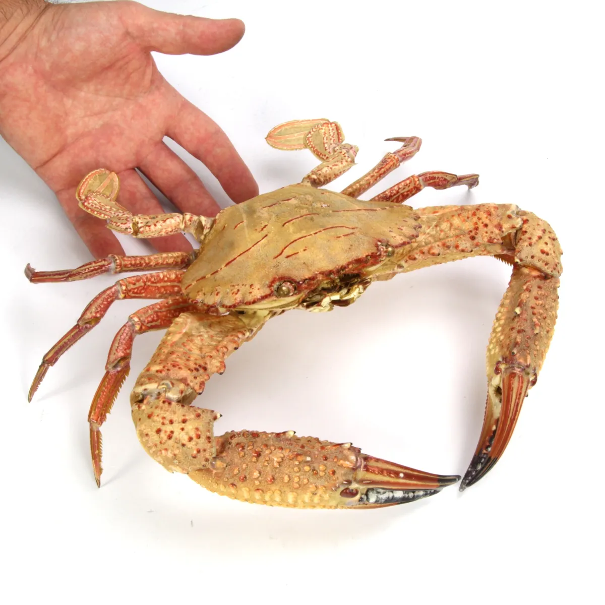 Charybdis natator