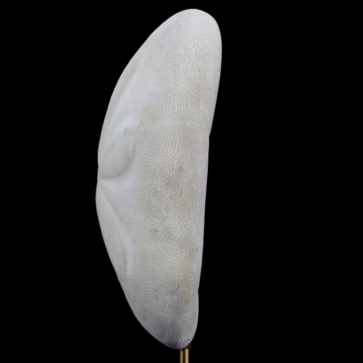 Clypeasteridae, Sand Dollar