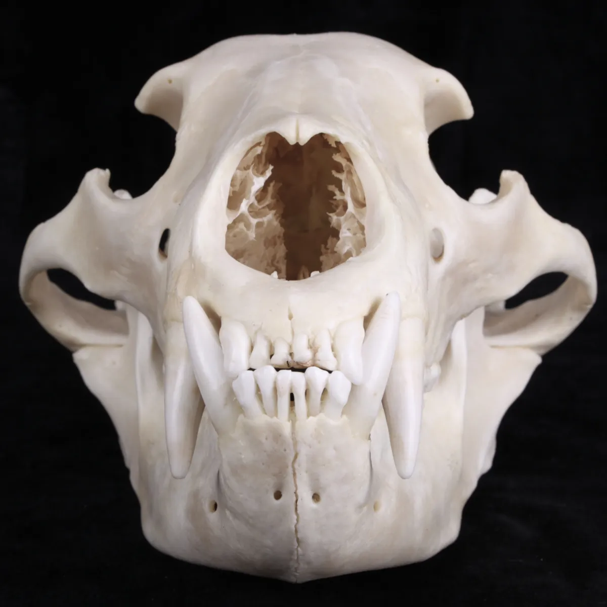 Teschio di Orso Nero Americano