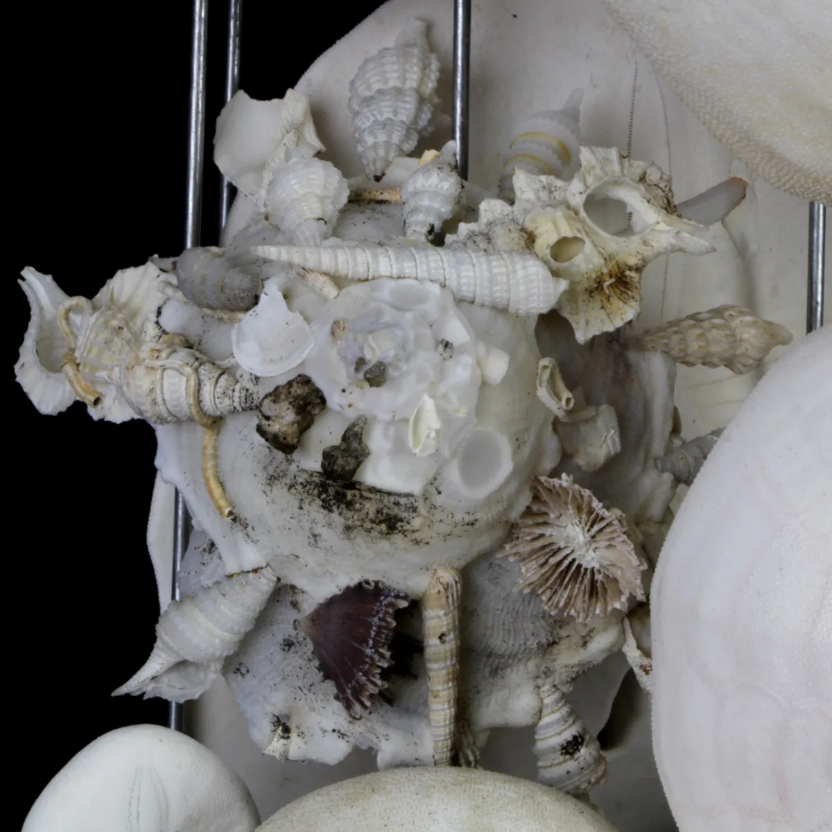 Sand Dollars e Conchiglie sotto Campana di Vetro