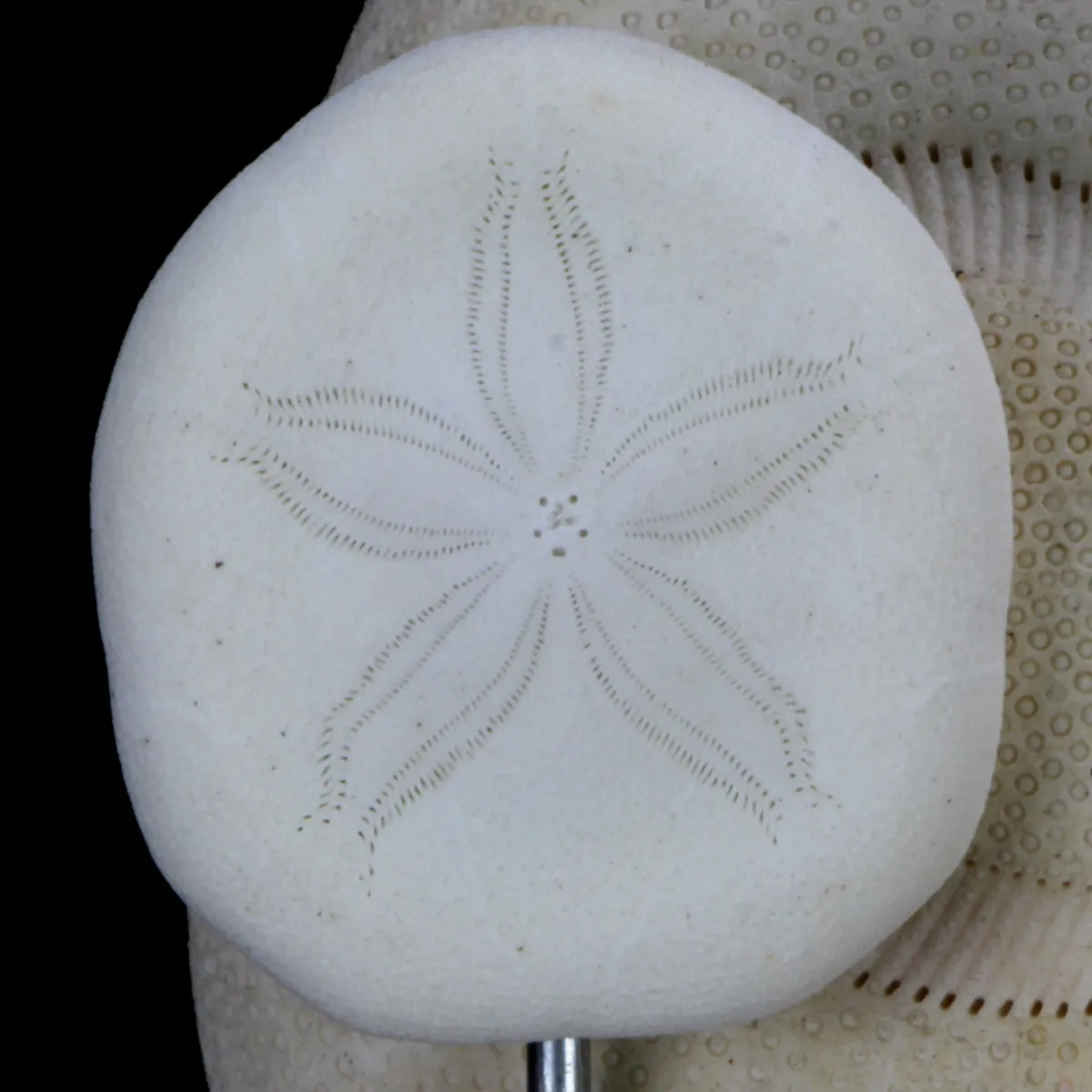 Sand Dollars e Conchiglie sotto Campana di Vetro