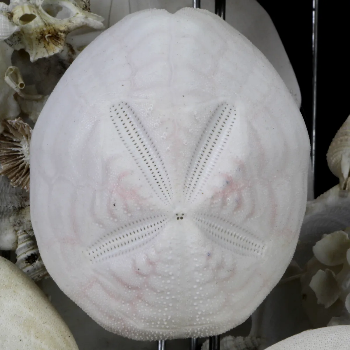 Sand Dollars e Conchiglie sotto Campana di Vetro