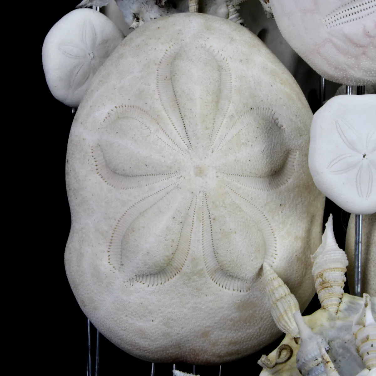 Sand Dollars e Conchiglie sotto Campana di Vetro