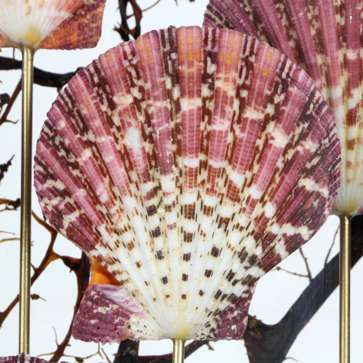 Pecten e Gorgonia sotto Teca di Vetro