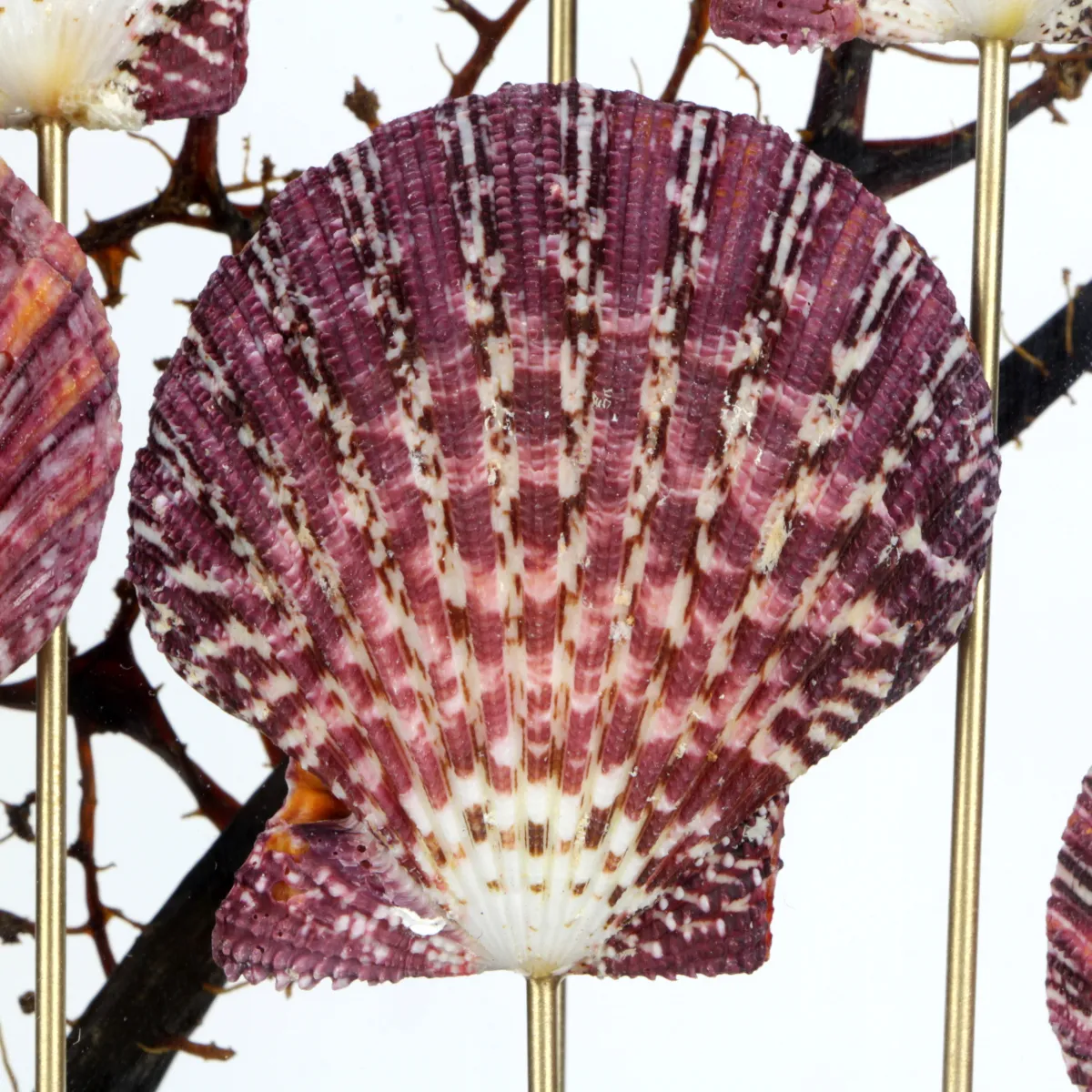 Pecten e Gorgonia sotto Teca di Vetro