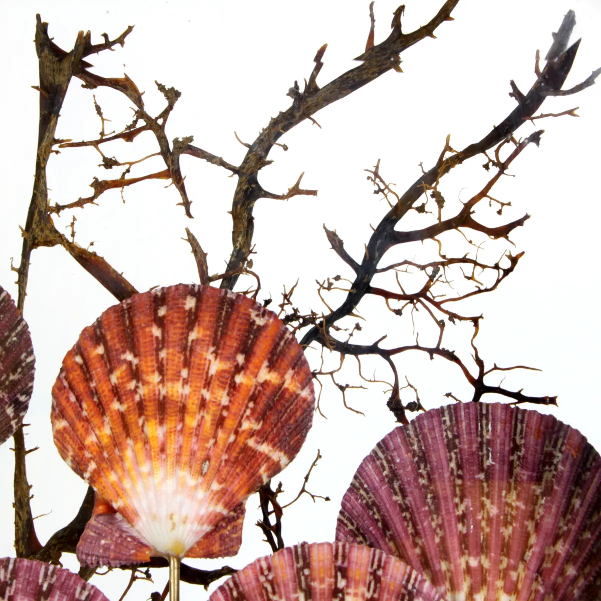 Pecten e Gorgonia sotto Teca di Vetro