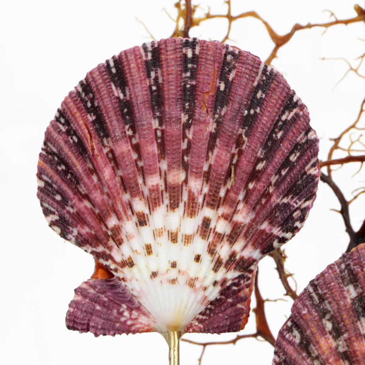 Pecten e Gorgonia sotto Campana di Vetro