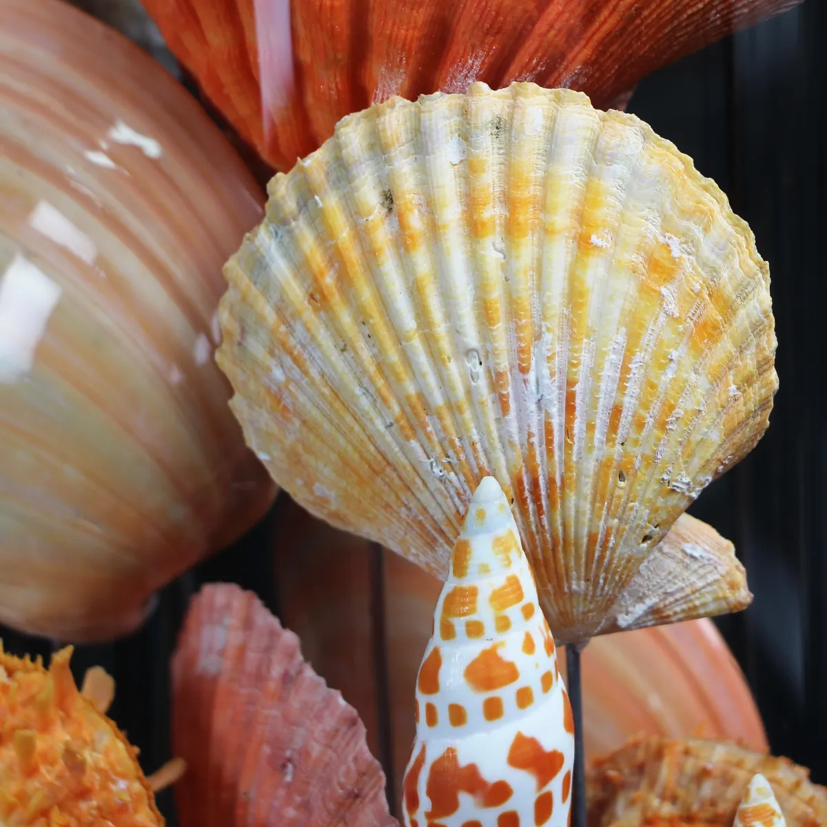 Conchiglie in Campana