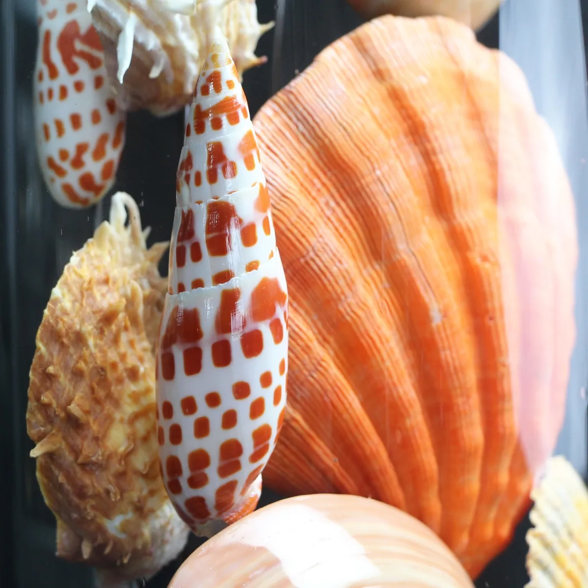 Conchiglie in Campana