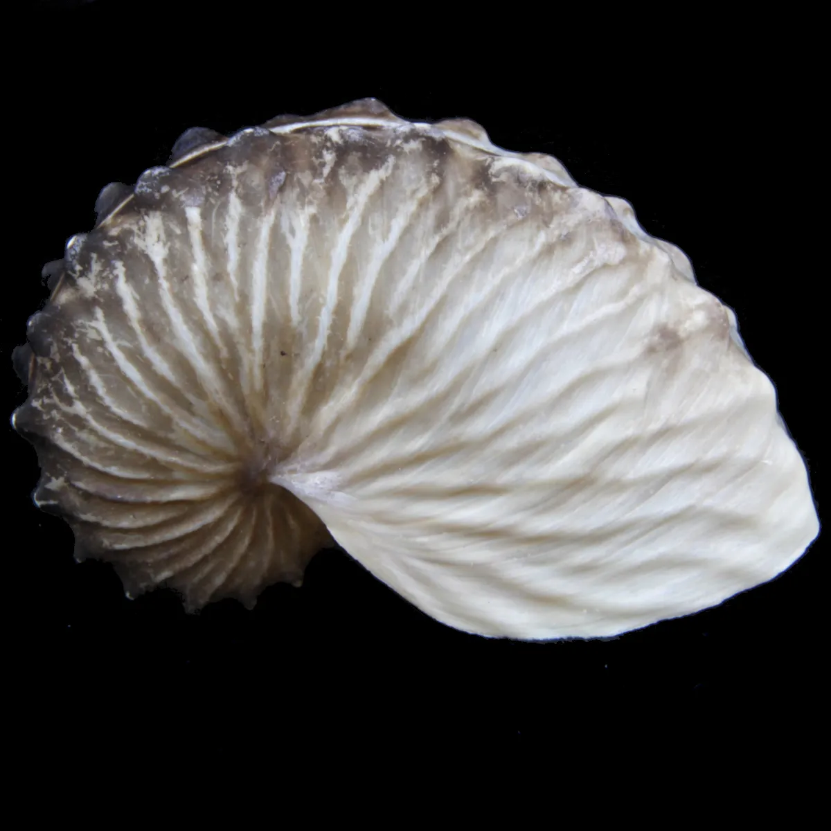 Argonauta Hians