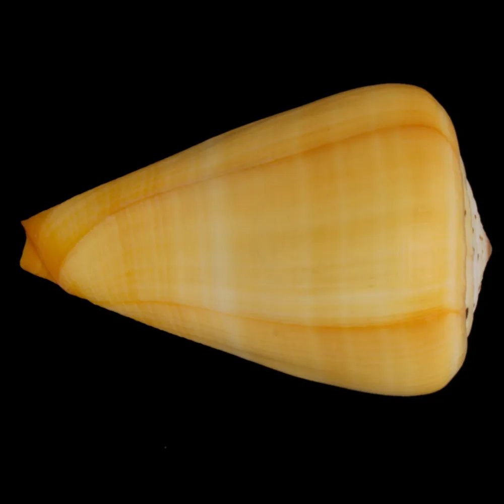 Conus Betulinus