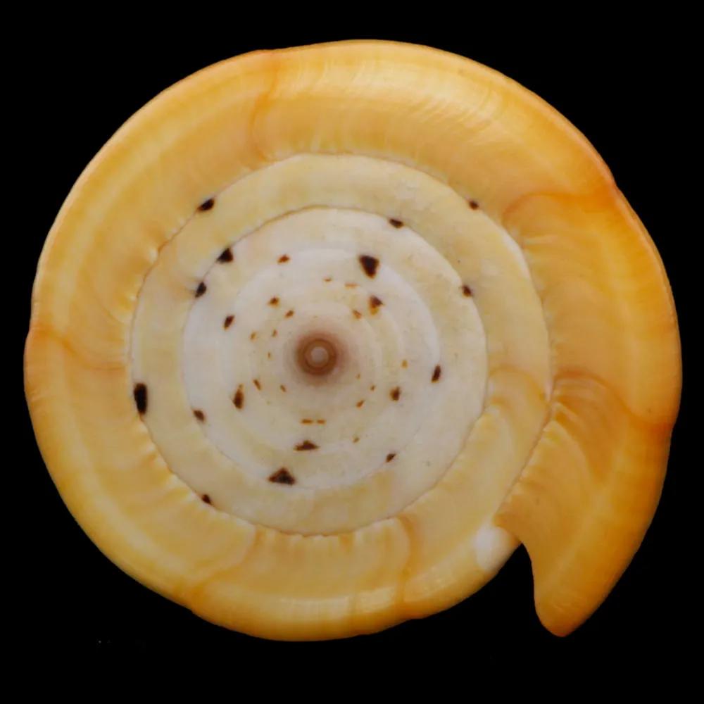 Conus Betulinus
