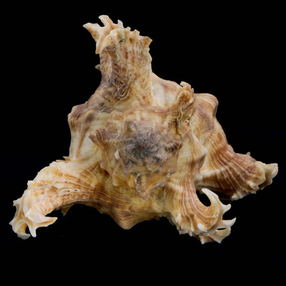 Chicoreus Brevifrons