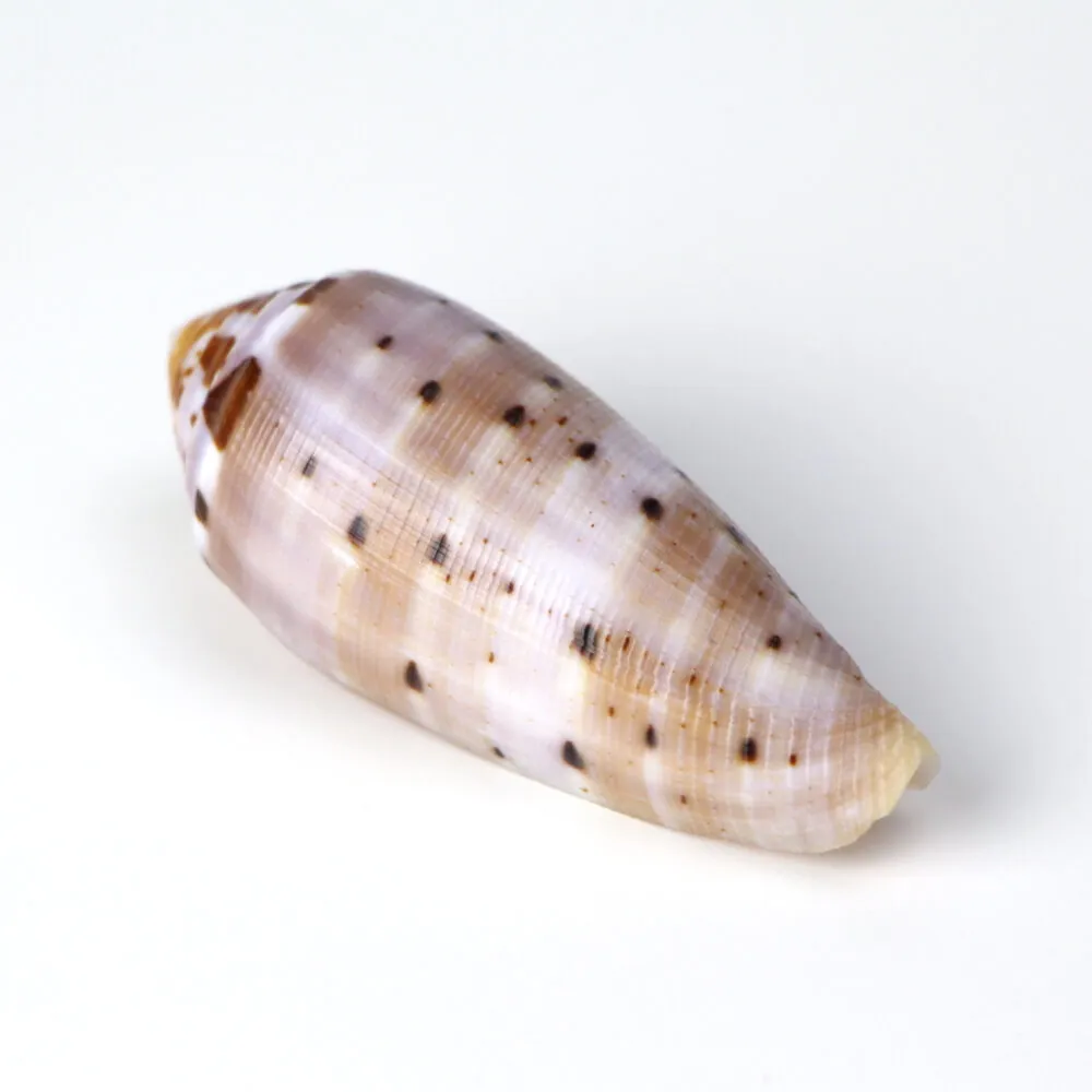 Conus Circumcisus