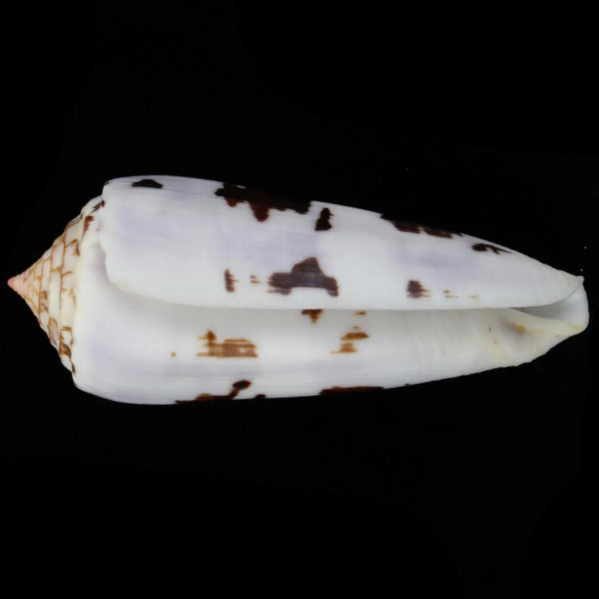 Conus Gubernator