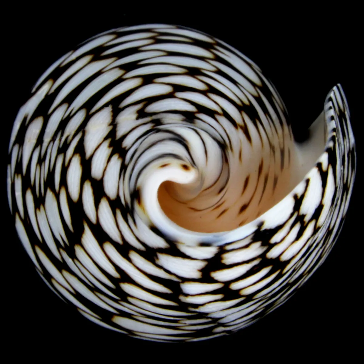 Conus Marmoreus