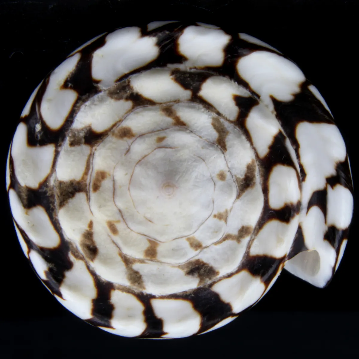 Conus Marmoreus