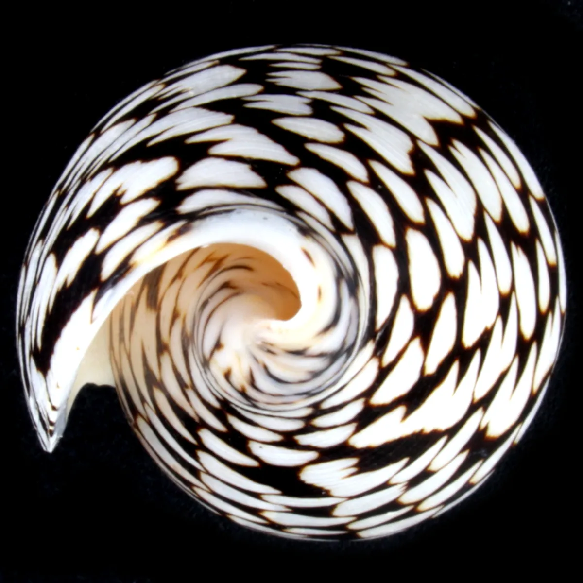 Conus Marmoreus