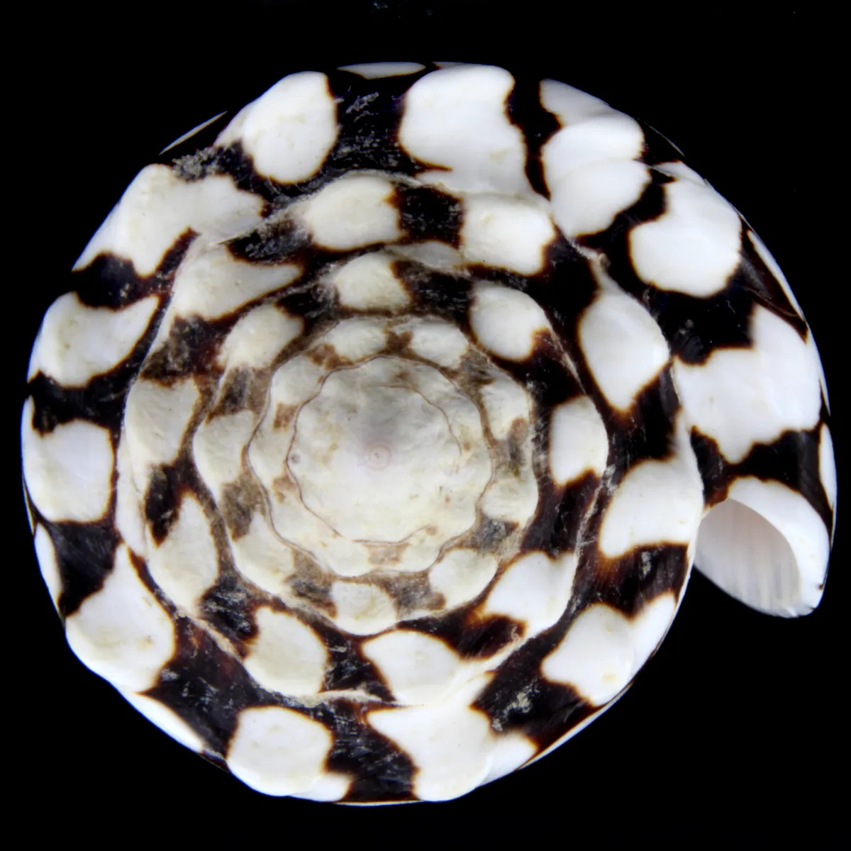 Conus Marmoreus