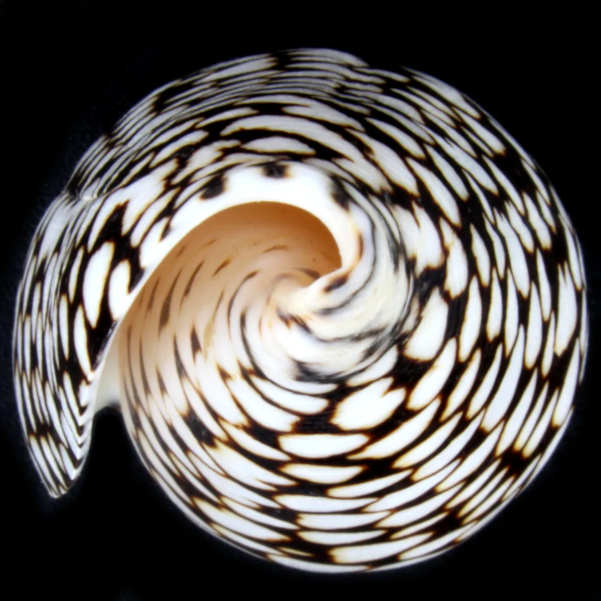 Conus Marmoreus