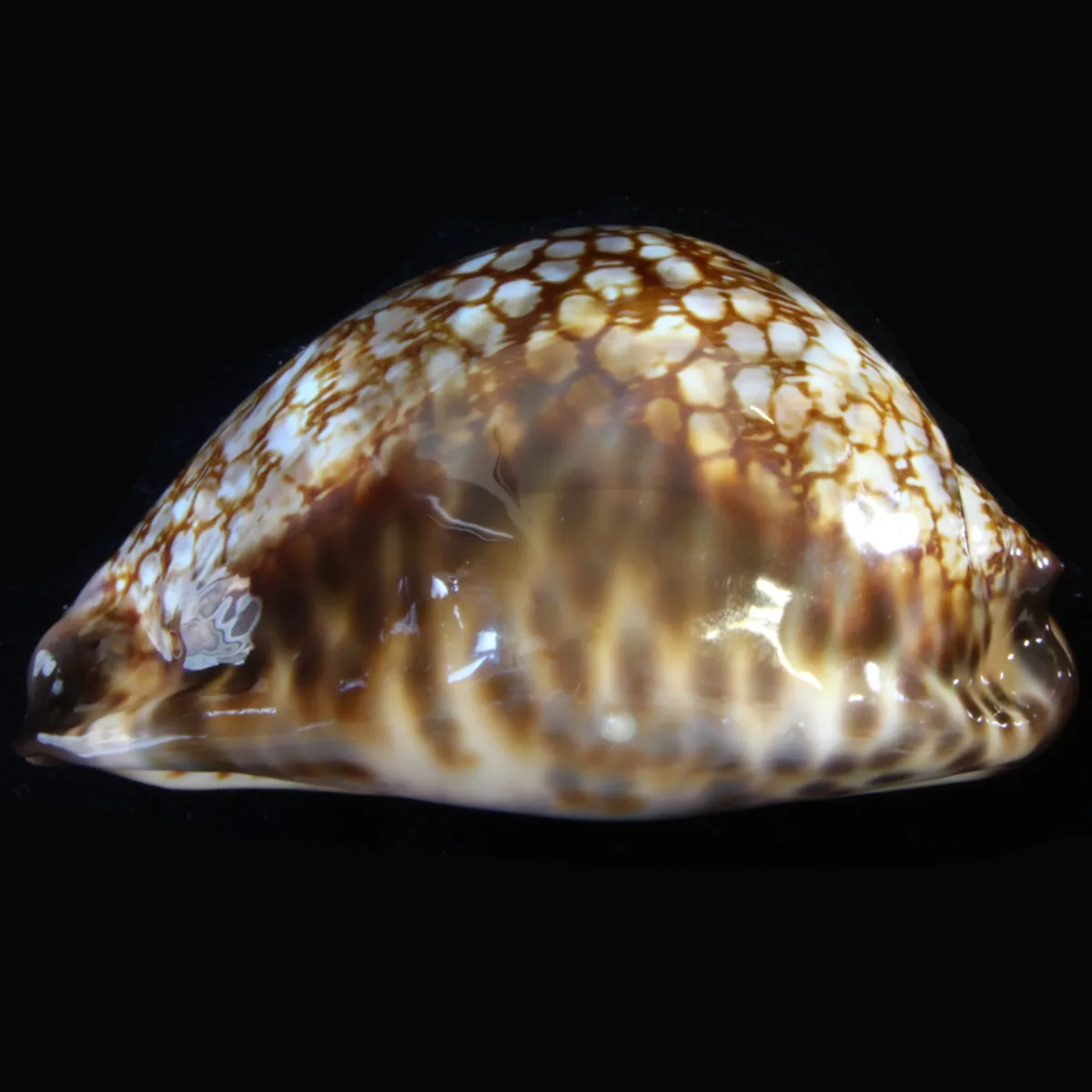 Cypraea Maculifera  