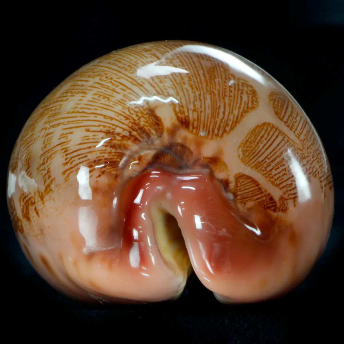 Leporicypraea Mappa Rosea