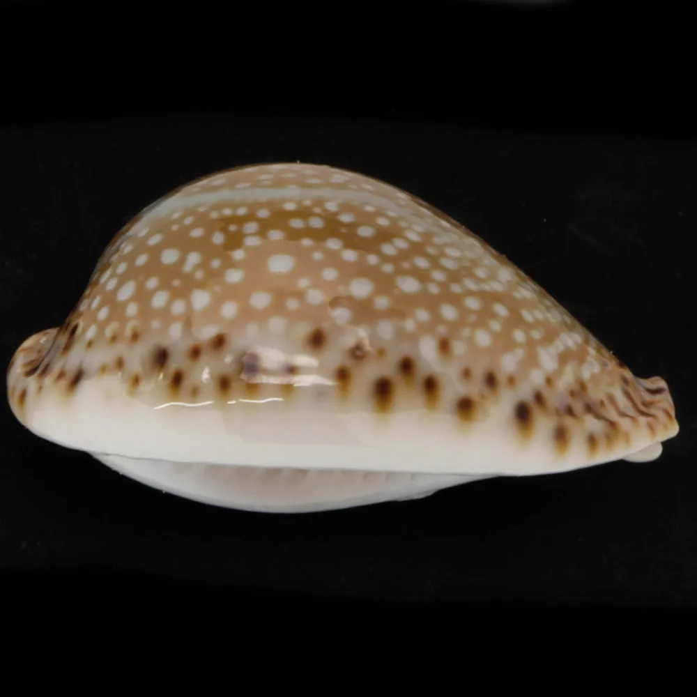 Naria Lamarckii