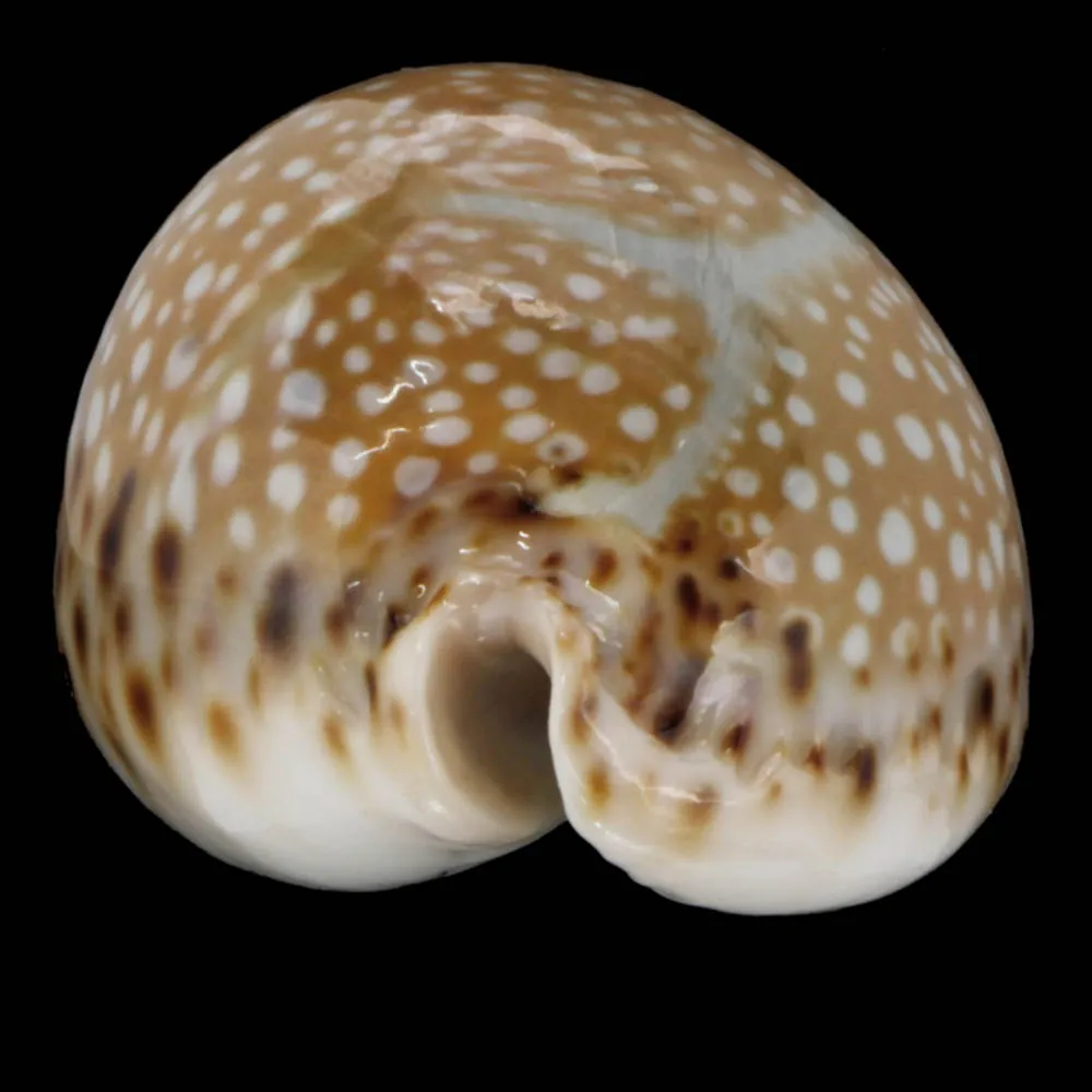 Naria Lamarckii