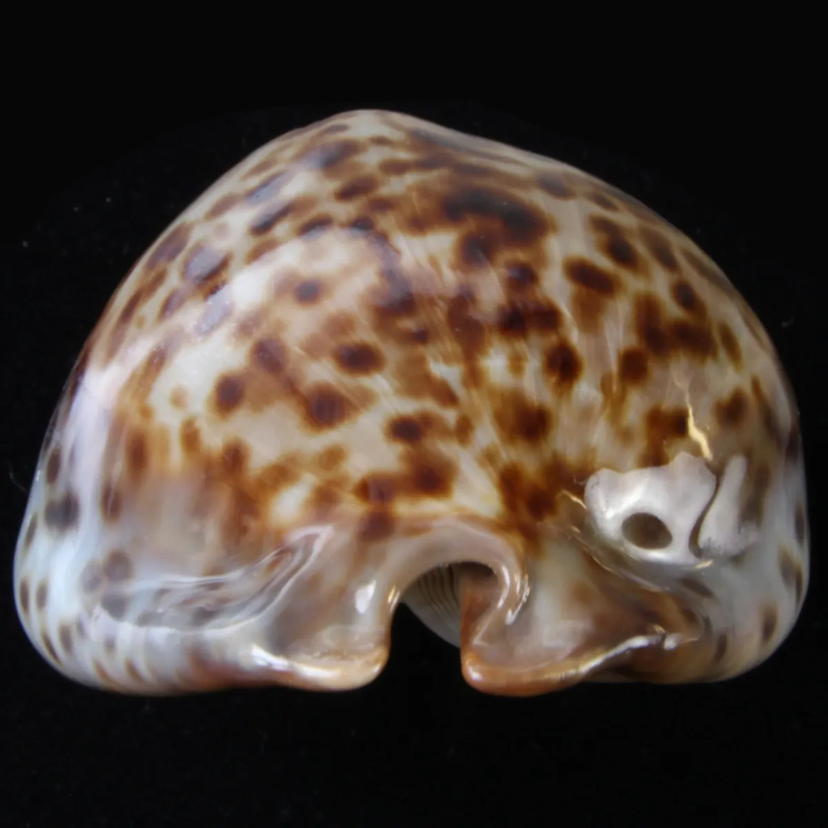 Trona Stercoraria