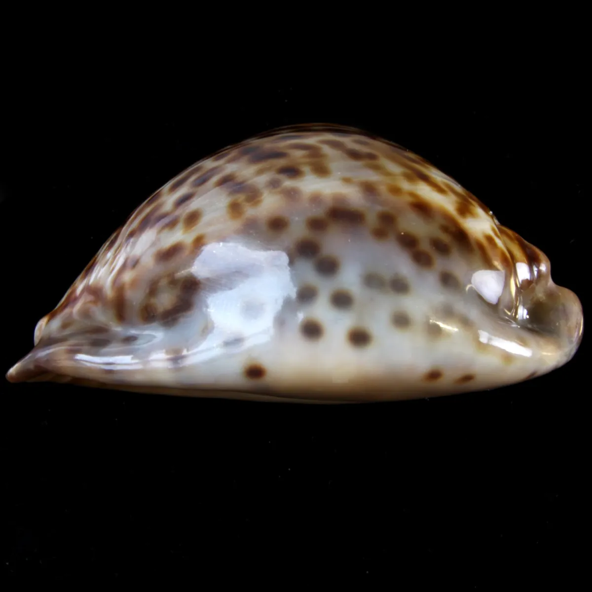 Trona Stercoraria