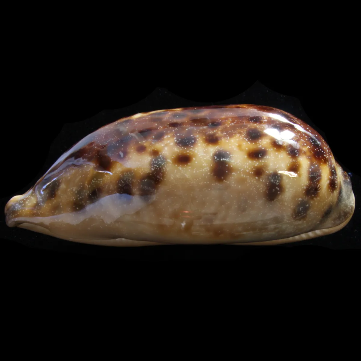 Cypraea Testudinaria - XXL