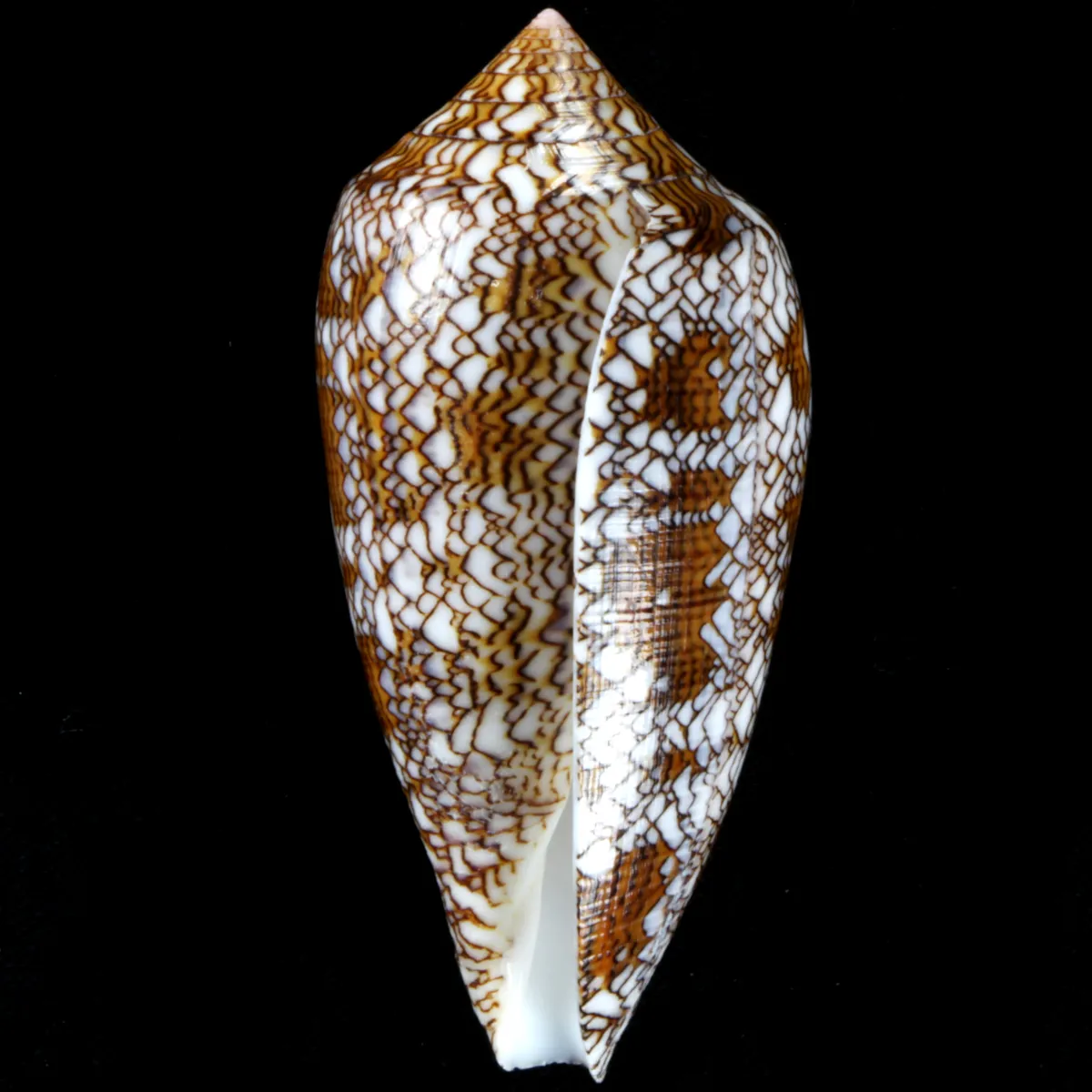 Conus Textile f. Pyramidalis